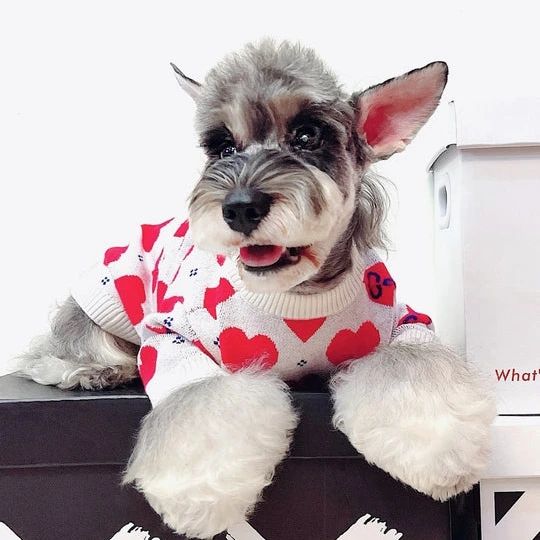 Minnie & Me: Cute Clothing for Your Furry Friend!