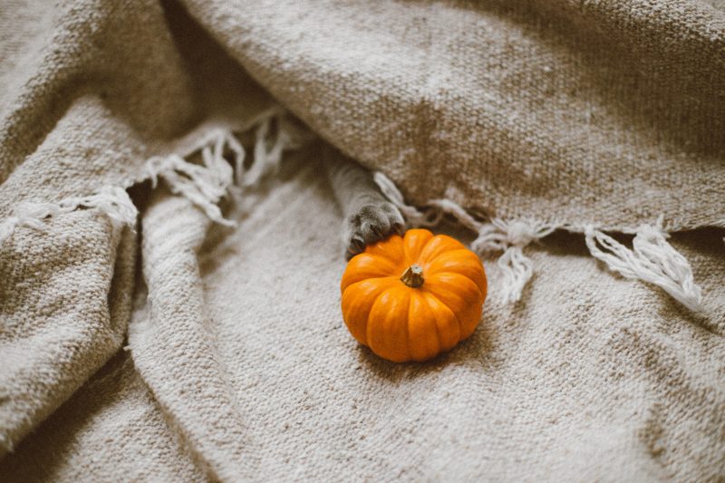Fashionable Halloween Costumes for Stylish Women