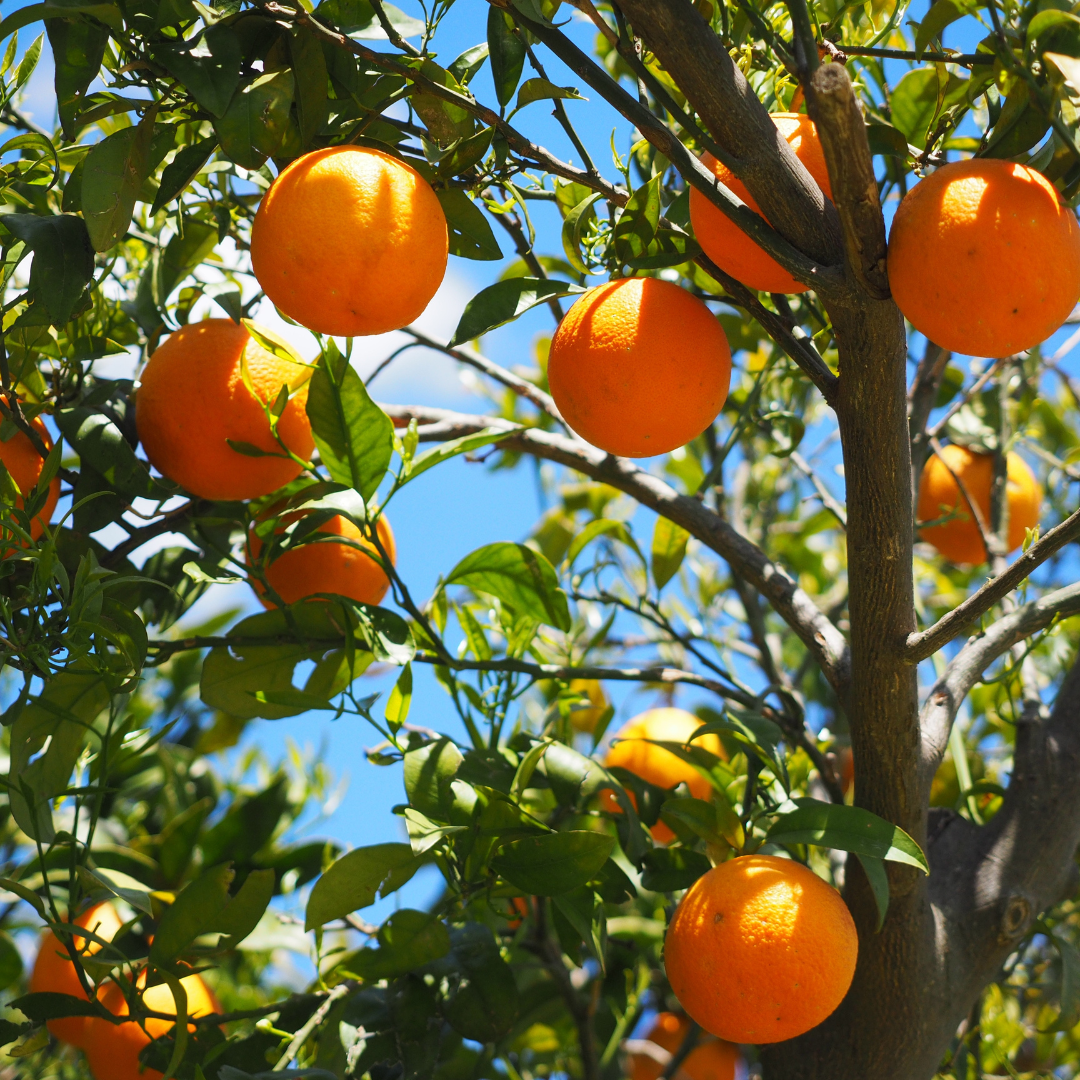 How to Grow Your Own Orange Tree