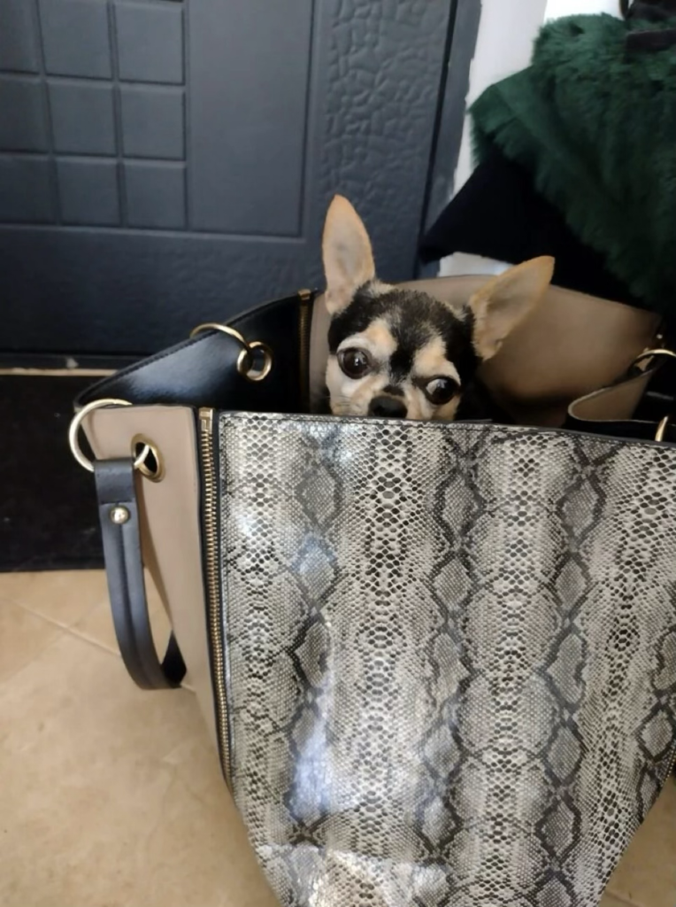 Dog travel bag checklist