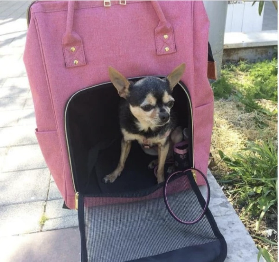 Dog travel bag pet carriers
